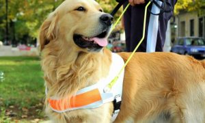 Navarra edita la primera guía sobre perros de asistencia de España