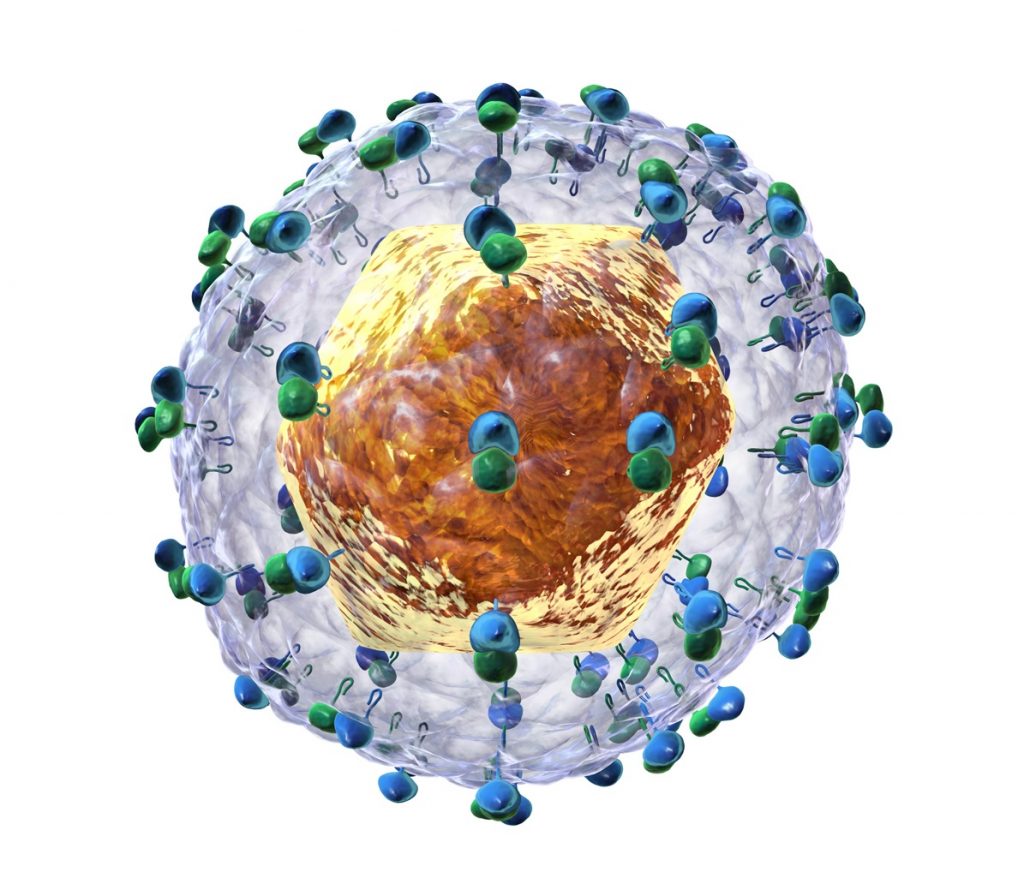 Hallada una molécula natural que inhibe la replicación del virus de la hepatitis C