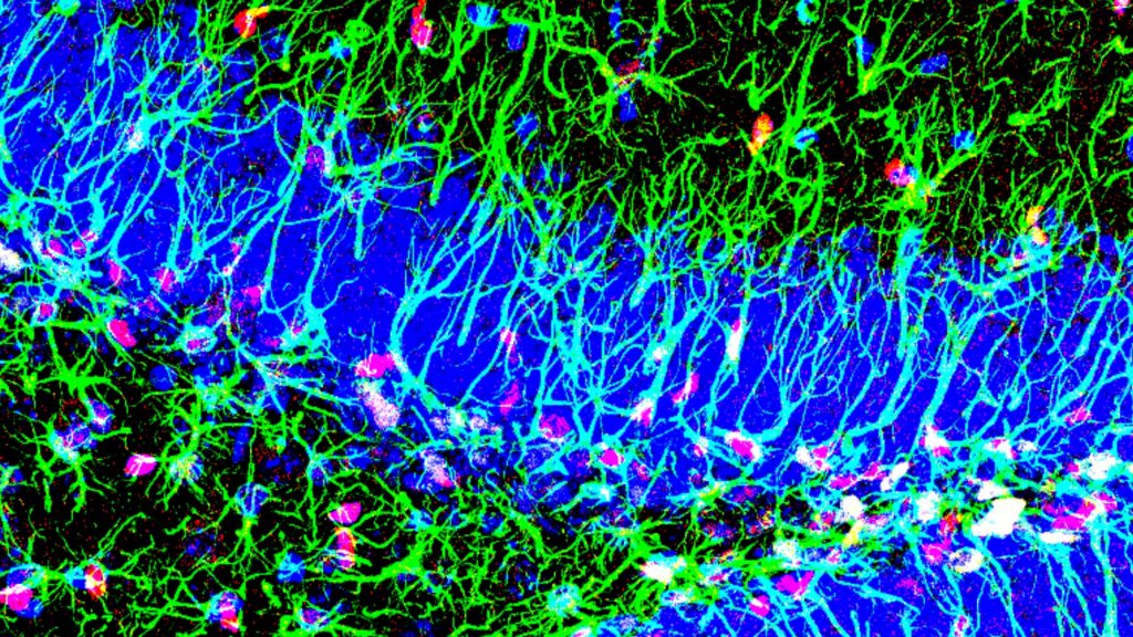 Descubierto un nuevo mecanismo para activar las células madre del cerebro adulto
