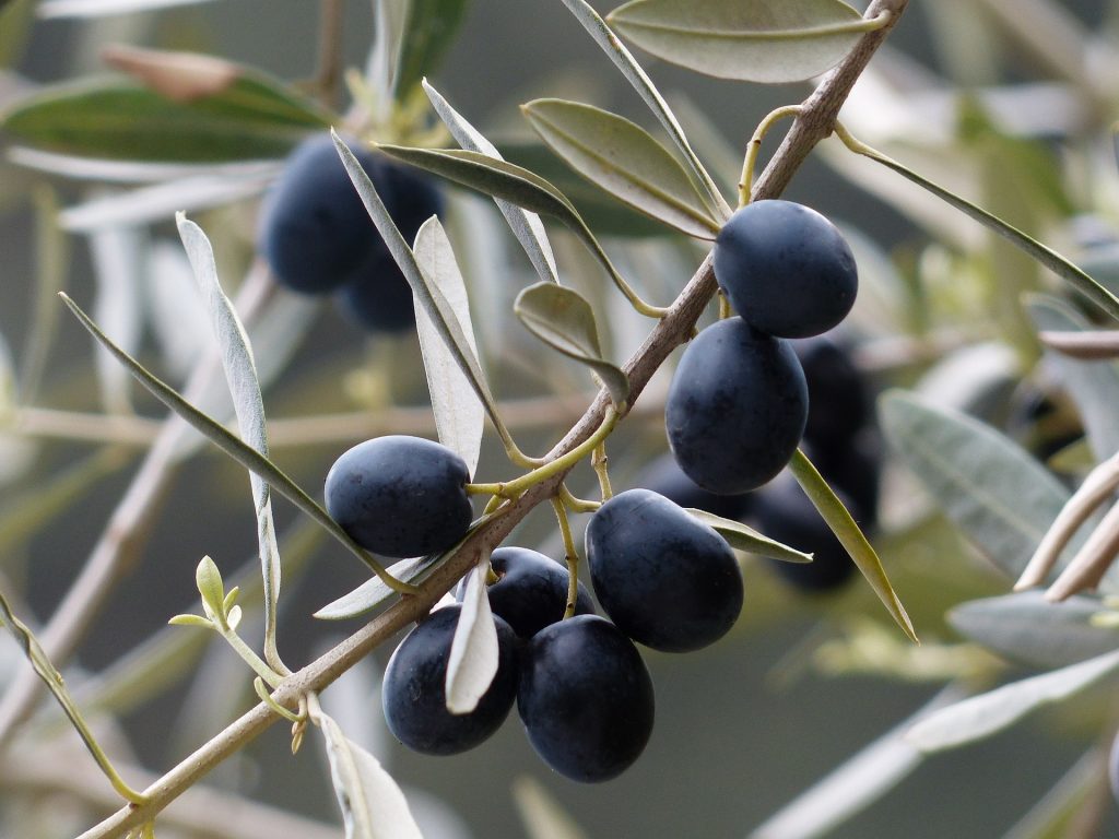 El aceite de orujo de oliva disminuye el colesterol y mejora la sensibilidad a la insulina