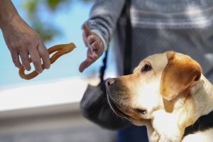 Los perros guía de la ONCE piden que no los distraigas con alimentos