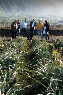 (Canarias)- Primeras acciones para paliar los daños del viento en la agricultura de El Hierro
