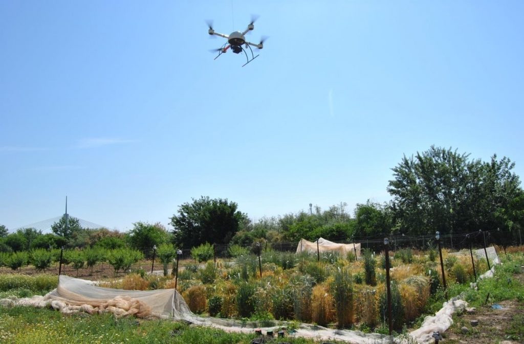 Un nuevo método basado en drones ayuda a escoger el cereal más apto para producir bioetanol