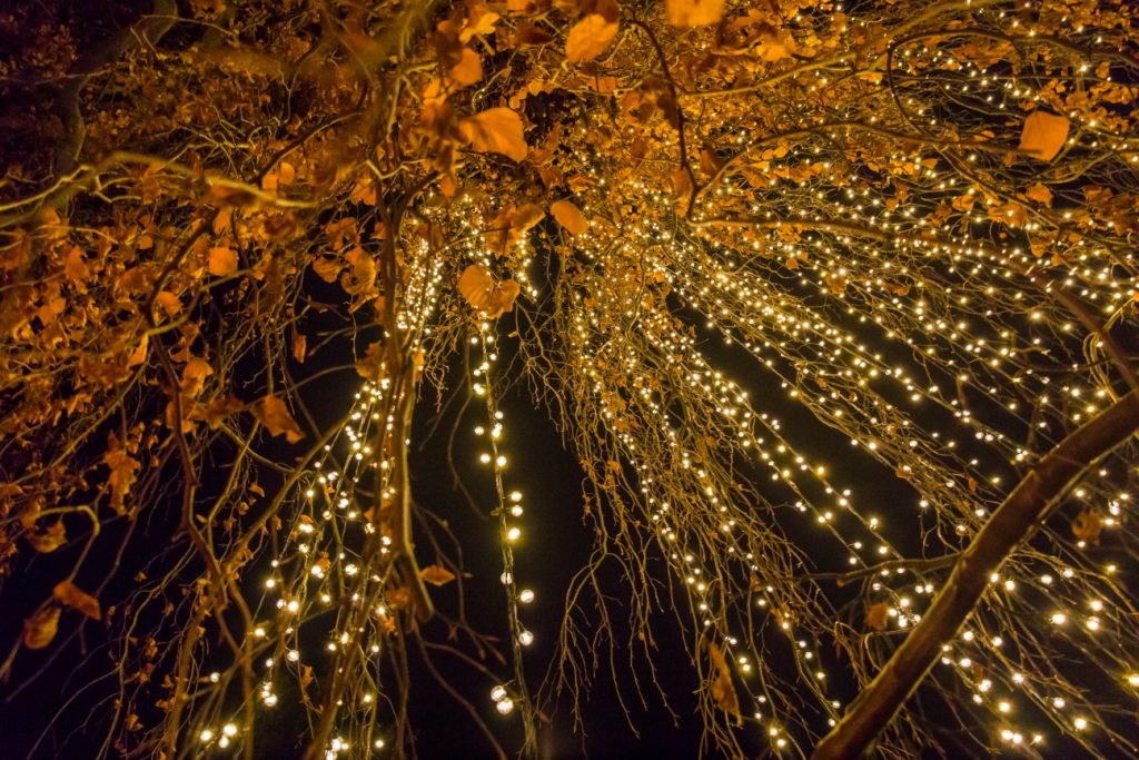 Las luces navideñas llegan al Real Jardín Botánico del CSIC