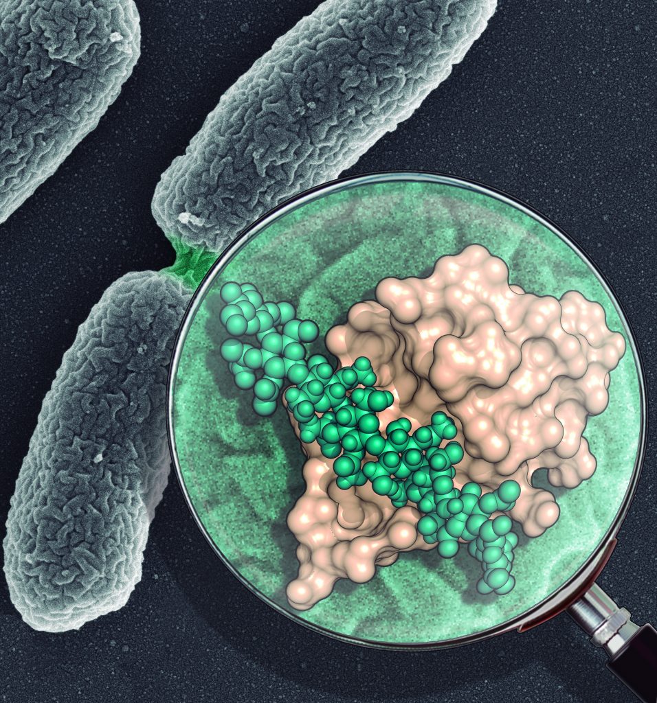 Investigadores del CSIC revelan la estructura de una maquinaria clave en la división de las bacterias