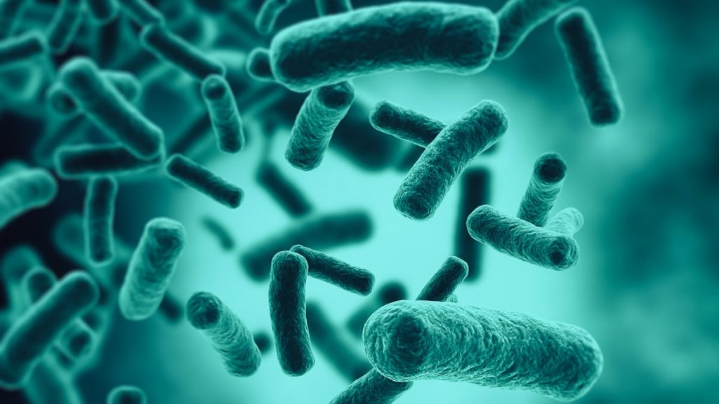 Investigadoras del CSIC identifican una nueva bacteria intestinal capaz de reducir los niveles de glucosa en sangre