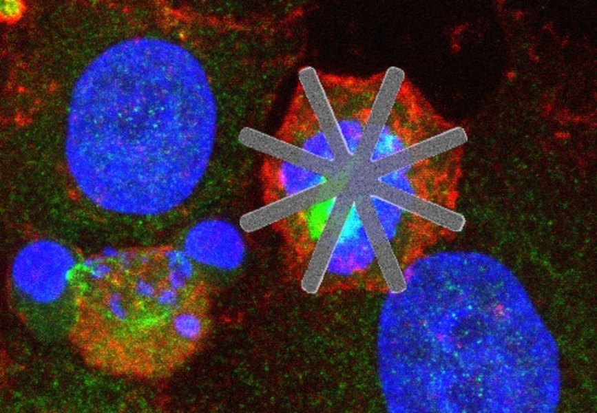 Investigadores CSIC introducen chips dentro de células vivas como fármacos “mecánicos”