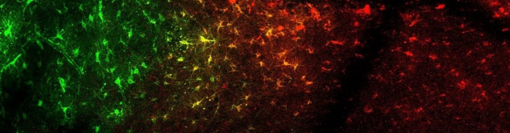Identifican redes neurona-astrocito que ayudan a entender la depresión y las adicciones
