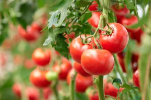 Un compuesto patentado por el CSIC y la UPV reduce el impacto de la sequía y mejora la productividad en plantas de tomate